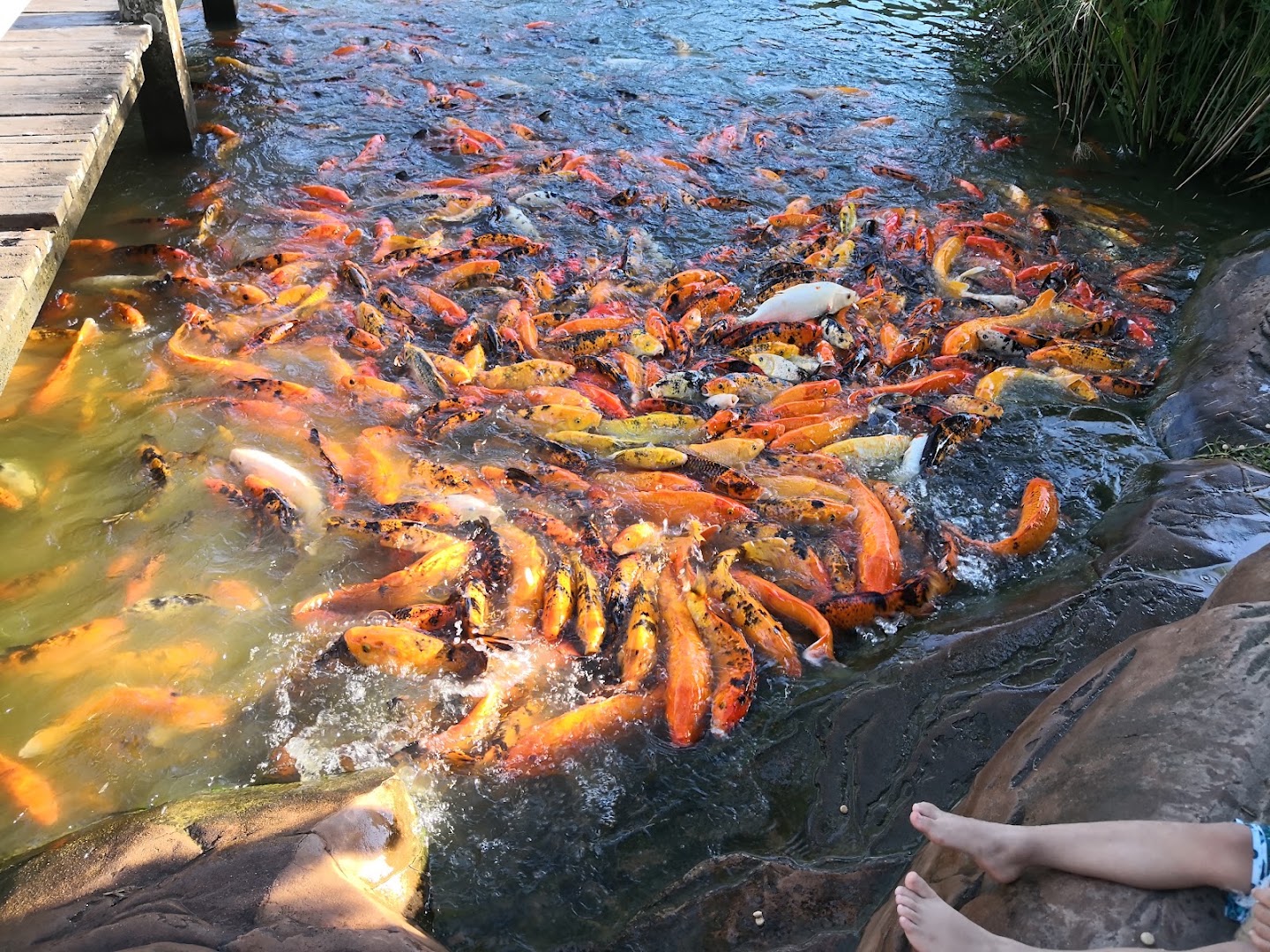 La Rinconada Ecoparque y Restaurante — foto 7